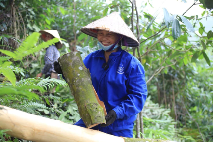 Làm gì để khai thác hết tiềm năng của cây dược liệu