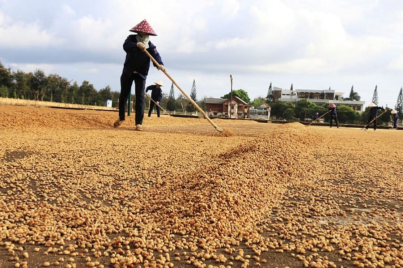 Giá cà phê tăng cao có lợi cho nông dân nhưng cũng đặt ra nhiều thách thức cho chuỗi cung ứng.