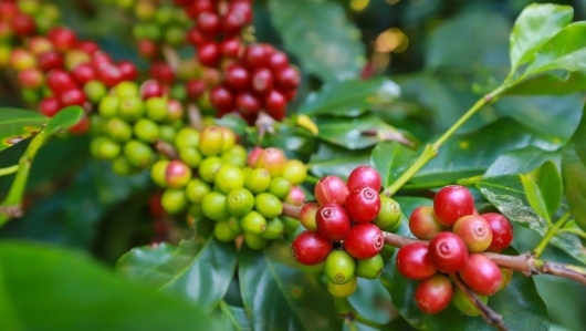 Giá cà phê tăng như vũ bão, lái buôn lùng sục vét sạch cây giống ở các vườn ươm