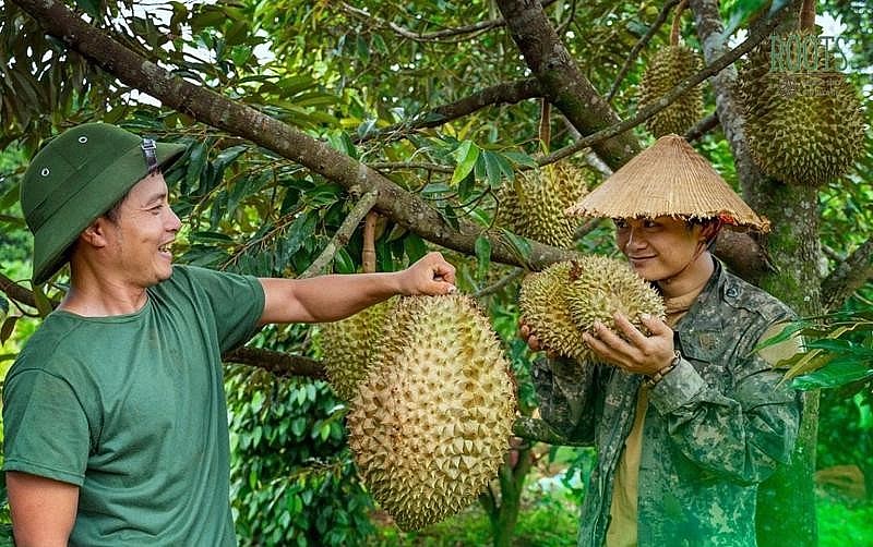 Sầu riêng Việt Nam đối mặt áp lực cạnh tranh từ sầu riêng Thái Lan