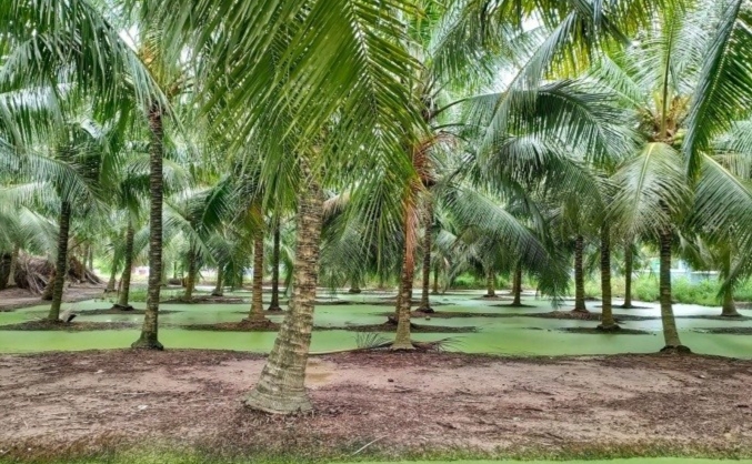 Tỉnh Bến Tre là vùng có diện tích dừa lớn nhất nước với khoảng 78.000ha (năm 2023).