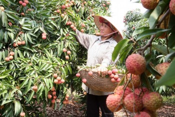Hải Dương chủ động tăng cường xúc tiến tiêu thụ vải thiều Thanh Hà