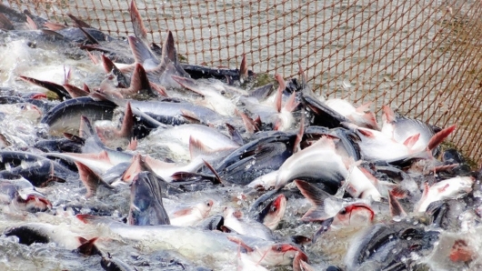 Cá rô phi "khan" nguồn cung, cơ hội cho cá tra Việt Nam