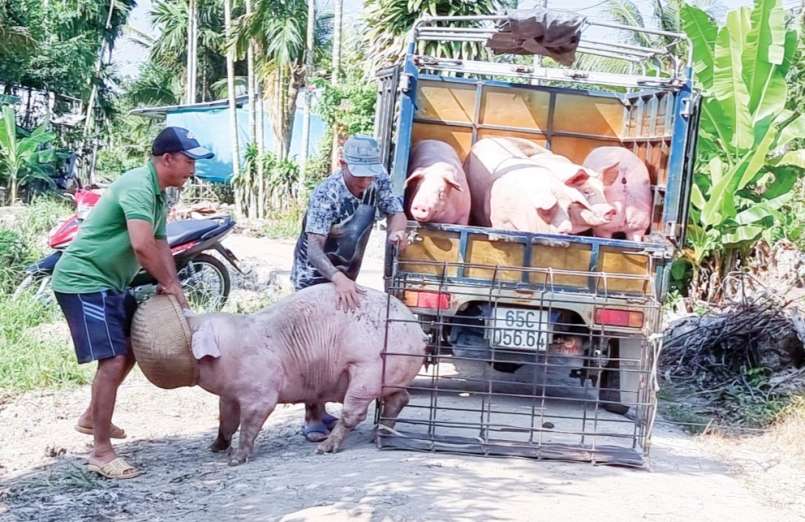 nguyên nhân giá lợn hơi Việt Nam biến động mạnh vì quy mô chăn nuôi thiếu ổn định, quy hoạch và dịch bệnh diễn biến phức tạp...