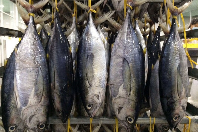 Kim ngạch xuất khẩu cá ngừ sang Nga tăng gấp đôi