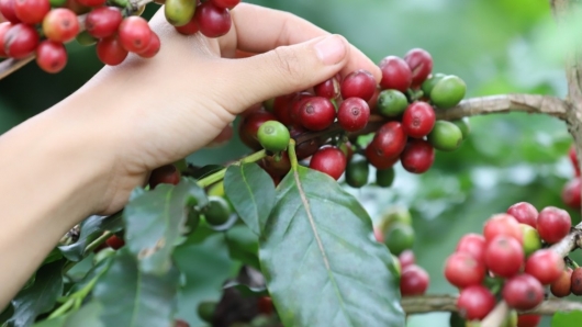 Chuyên gia tiết lộ 4 nguyên nhân khiến giá cà phê bật tăng