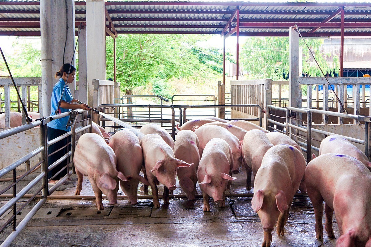 Giá lợn hơi tăng cao nhất trong 2 năm.
