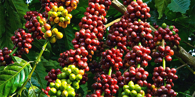 Giá cà phê tiếp tục tăng mạnh, dự báo sản lượng vụ tới giảm 20%