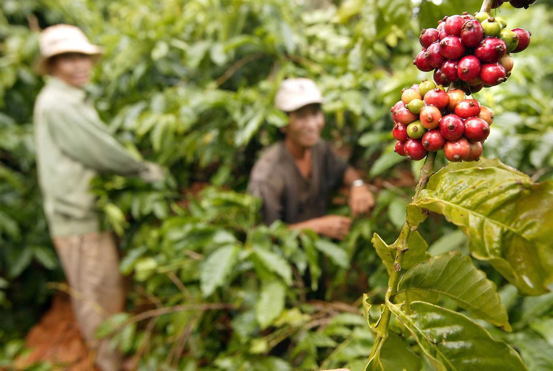 Cà phê trong nước tăng 1.500 đồng/kg.