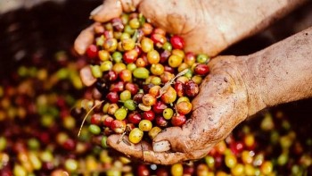 Giá cà phê tiếp tục giảm, cả thế giới ngóng tiến độ thu hoạch ở Brazil