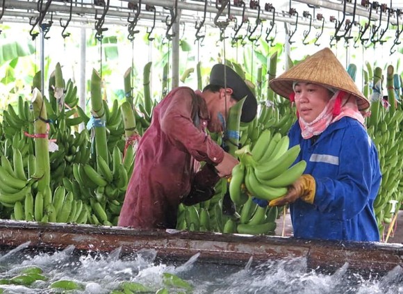 Việt Nam thành nước đứng đầu về xuất chuối sang Trung Quốc.