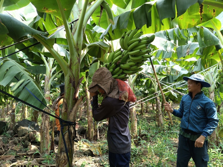 Nông dân thu hoạch chuối tại huyện Trảng Bom (Đồng Nai).