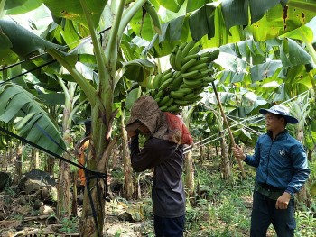 Vượt Philippines, Việt Nam thành nước đứng đầu về xuất chuối sang Trung Quốc