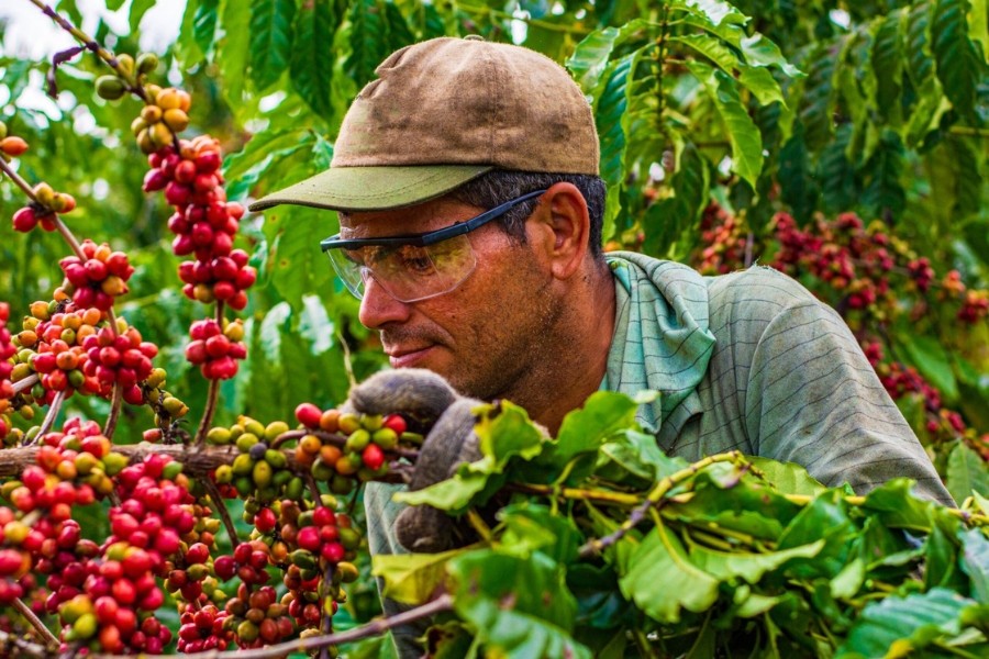 Thị trường cà phê hiện tập trung theo dõi tiến độ vụ thu hoạch hiện nay tại Brazil.