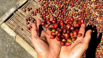 Rủi ro thiếu hụt nguồn cung cà phê vẫn hiện hữu