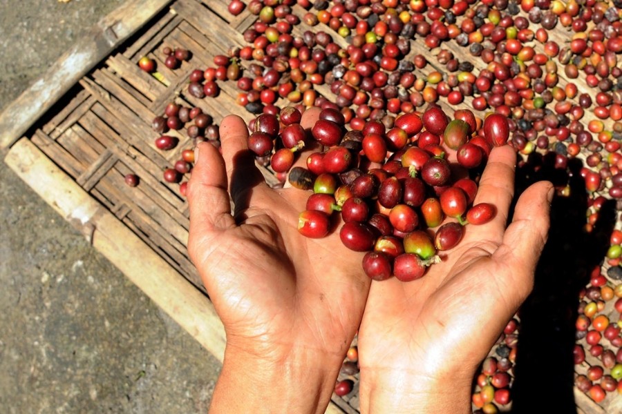 sản lượng cà phê của Việt Nam trong niên vụ 2024 - 2025 có thể giảm tới 20%