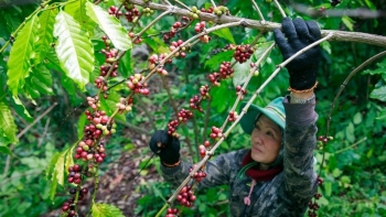Ước tính sản lượng cà phê vụ mùa tới sẽ giảm 4 -7%