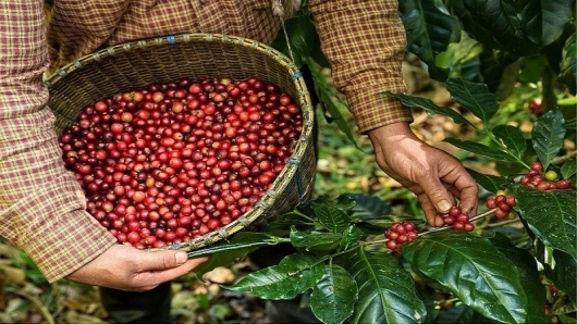 Xuất khẩu cà phê của Việt Nam tăng mạnh về giá trị