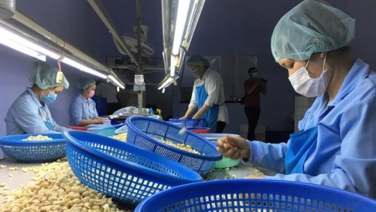 Xuất khẩu hạt điều của Việt Nam sang nhiều thị trường lớn tăng cao