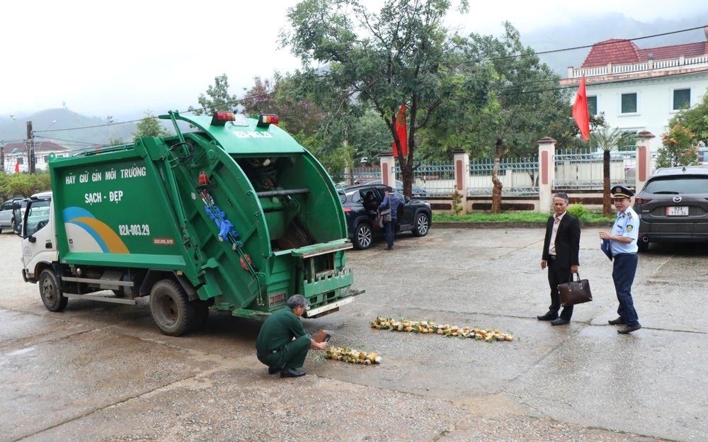 Các cơ quan chức năng tiến hành Thực hiện tiêu huỷ số cây giống giả Sâm Ngọc Linh Kon Tum.