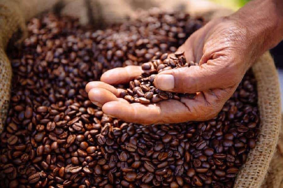 dự báo sản lượng cà phê Robusta niên vụ 2024/2025 sẽ chỉ đạt từ 21,4 - 26,7 triệu bao (60 kg/bao).