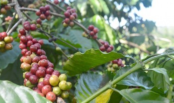 Giá cà phê bật tăng sau dự báo sản lượng cà phê niên vụ tới giảm 20%