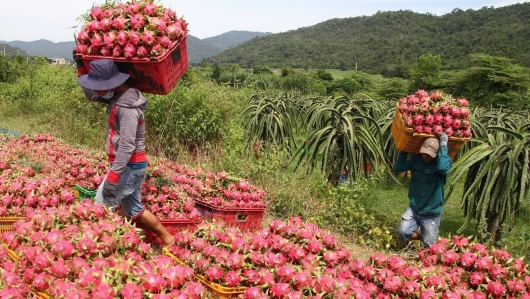 Vì sao hầu hết sản phẩm Việt đang phải “vay thương hiệu” để xuất khẩu?