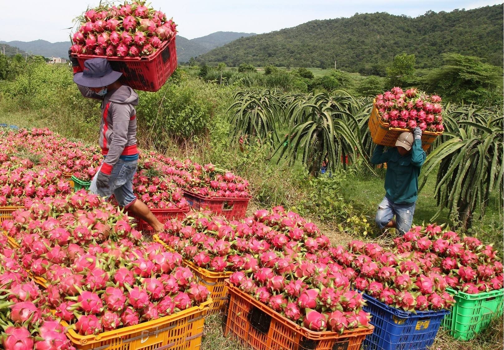 hầu hết sản phẩm Việt, đặc biệt là nông sản đang phải “vay thương hiệu” để xuất khẩu.