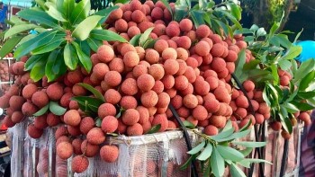 Một mùa vải thiều đặc biệt