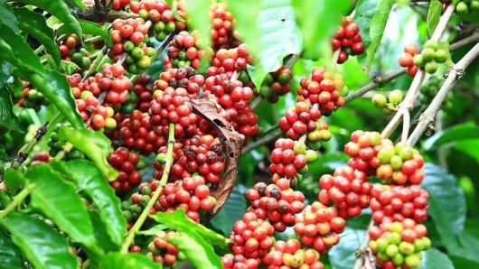 Lượng xuất khẩu cà phê tháng 6 giảm tới 40%: Không quá ngạc nhiên