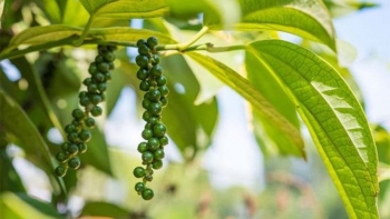 Chuyên gia: Giá tiêu lấy lại mốc 160.000 đồng/kg trong tuần này