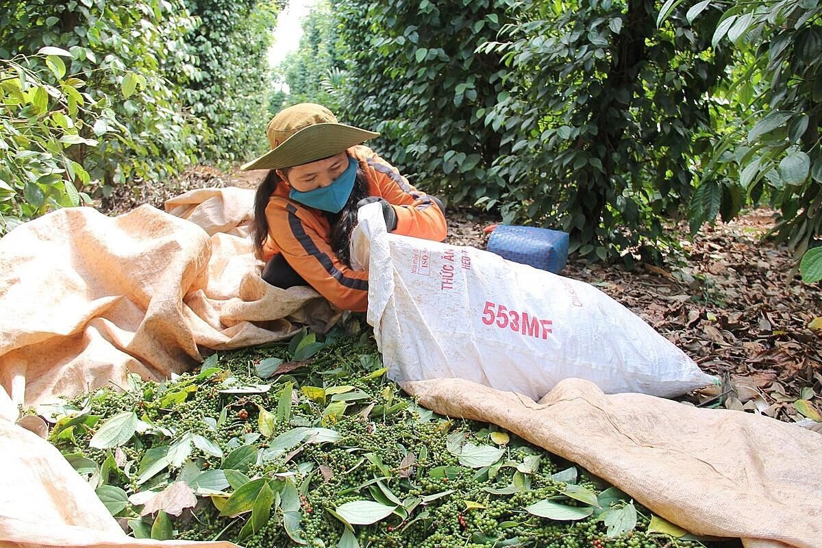 Không có doanh nghiệp nào mua hàng nghìn tấn tiêu lúc này