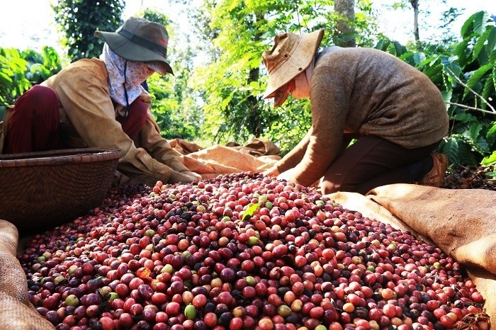 Nguồn cung cà phê đang dần cạn kiệt.  