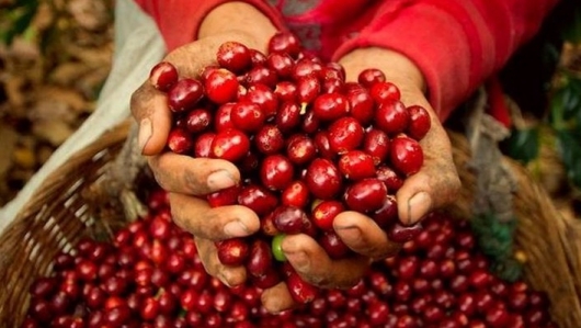 Việt Nam chỉ còn 210.000 tấn cà phê để xuất khẩu trong 4 tháng tới
