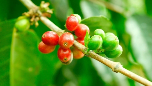Dự báo giá cà phê sẽ neo ở mức cao, vì sao người dân ồ ạt phá vườn để trồng sầu riêng?