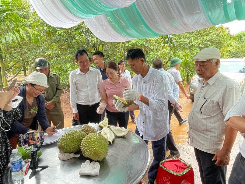 Lễ hội Sầu riêng Krông Pắc lần thứ 2 năm 2024 hứa hẹn nhiều sự kiện hấp dẫn