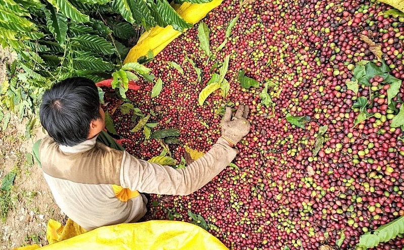 Thị trường cà phê trầm lắng trong bối cảnh nguồn cung thấp, giá chào bán cao