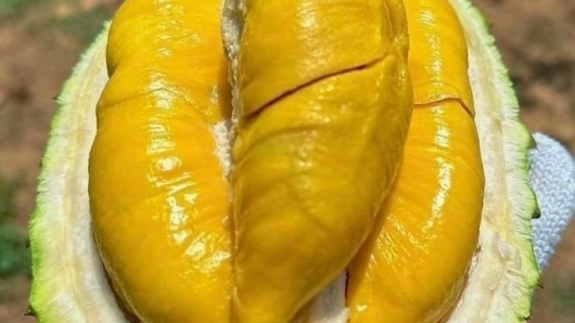 Sầu riêng Musang King gặp khó: Thực hư thế nào?