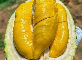 Sầu riêng Musang King gặp khó: Thực hư thế nào?