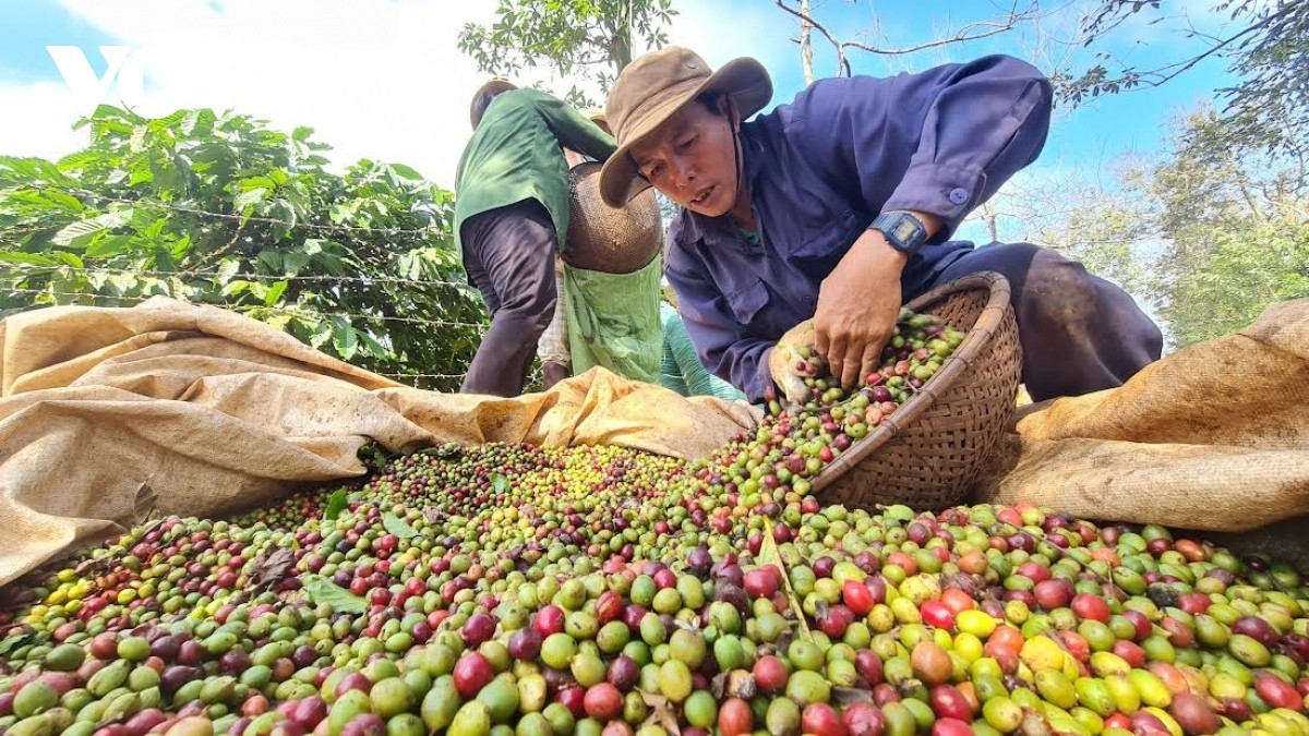 Phải đến tháng 10 thị trường cà phê mới sôi động trở lại