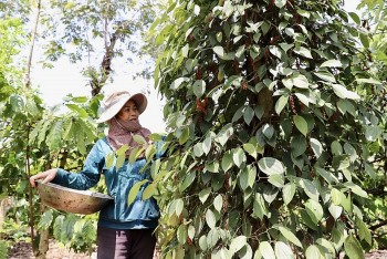 Đâu sẽ là động lực tăng trưởng của hồ tiêu Việt Nam dịp cuối năm?