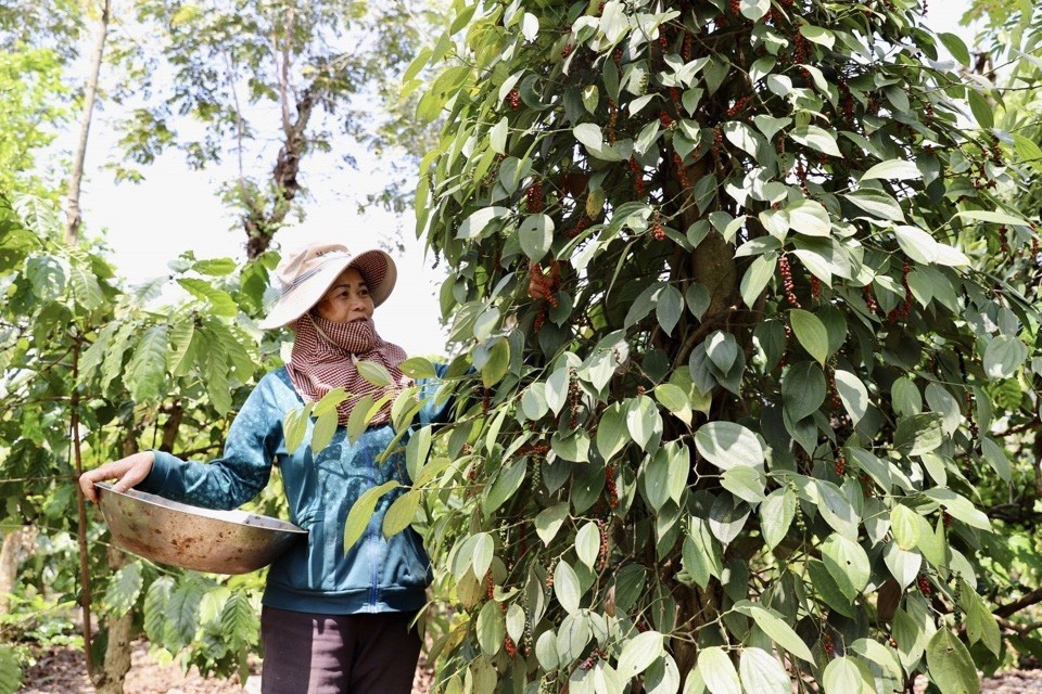 Giá tiêu hôm nay giảm nhẹ tại một số địa phương.