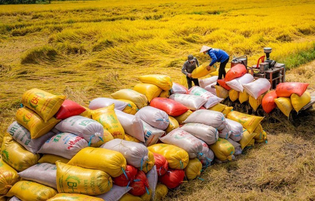 , xuất khẩu gạo nửa đầu tháng 7 tăng 17% về lượng và 30% về giá trị so với cùng kỳ.