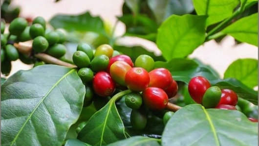 Giá cà phê được dự báo giữ đà tăng trong bối cảnh thiếu hụt nguồn cung