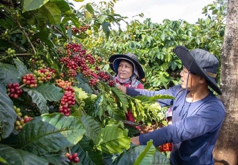 Chuyên gia: Giá cà phê đã chạm đáy và sẽ hồi phục từ tuần này