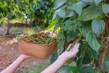 Chuyên gia: Giá tiêu sẽ tiếp tục biến động bất thường trong thời gian tới