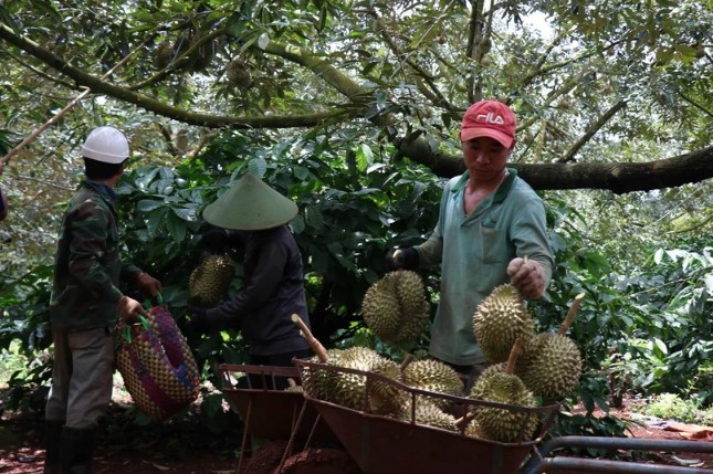 Nông dân huyện Krông Pắk, tỉnh Đắk Lắk thu hoạch sầu riêng. (Ảnh: Tuấn Anh/TTXVN)