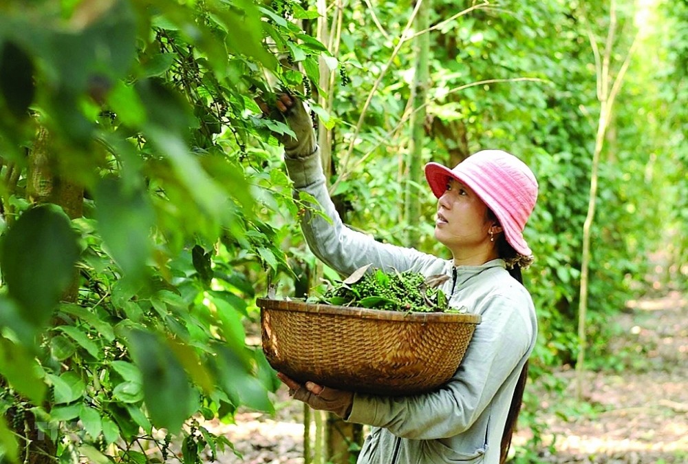 Giá hồ tiêu hôm nay ngày 23/8/2024 tăng mạnh.