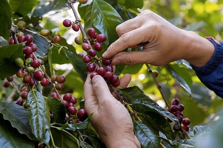 Giá cà phê hôm nay tăng nhẹ.