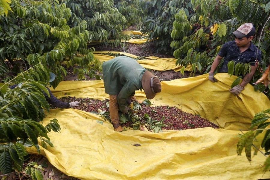 Giá cà phê tăng nhẹ, nông dân Tây nguyên lạc quan đón niên vụ mới